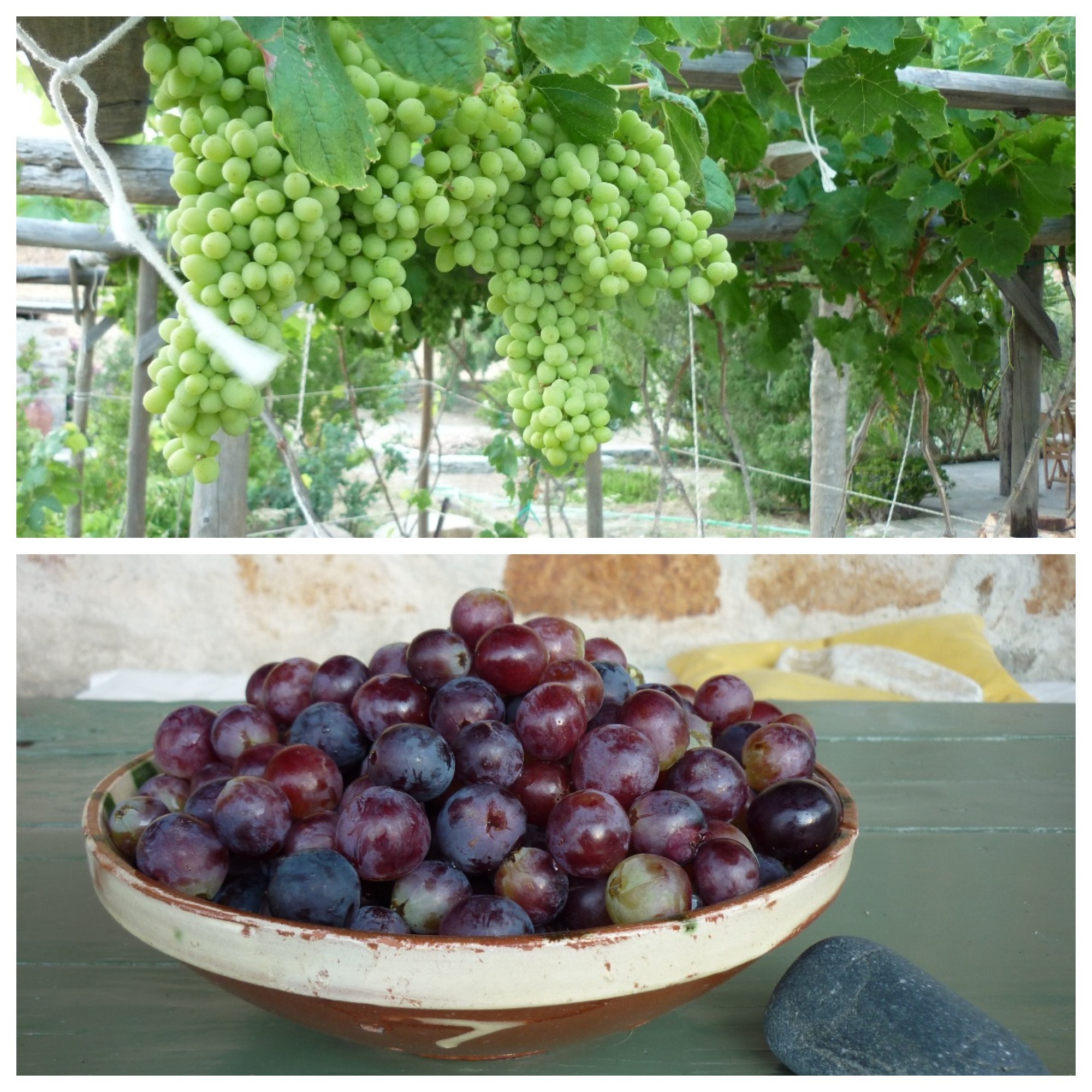 Serifos-green-friendly-grapes-Cyclades-eco-rental-home