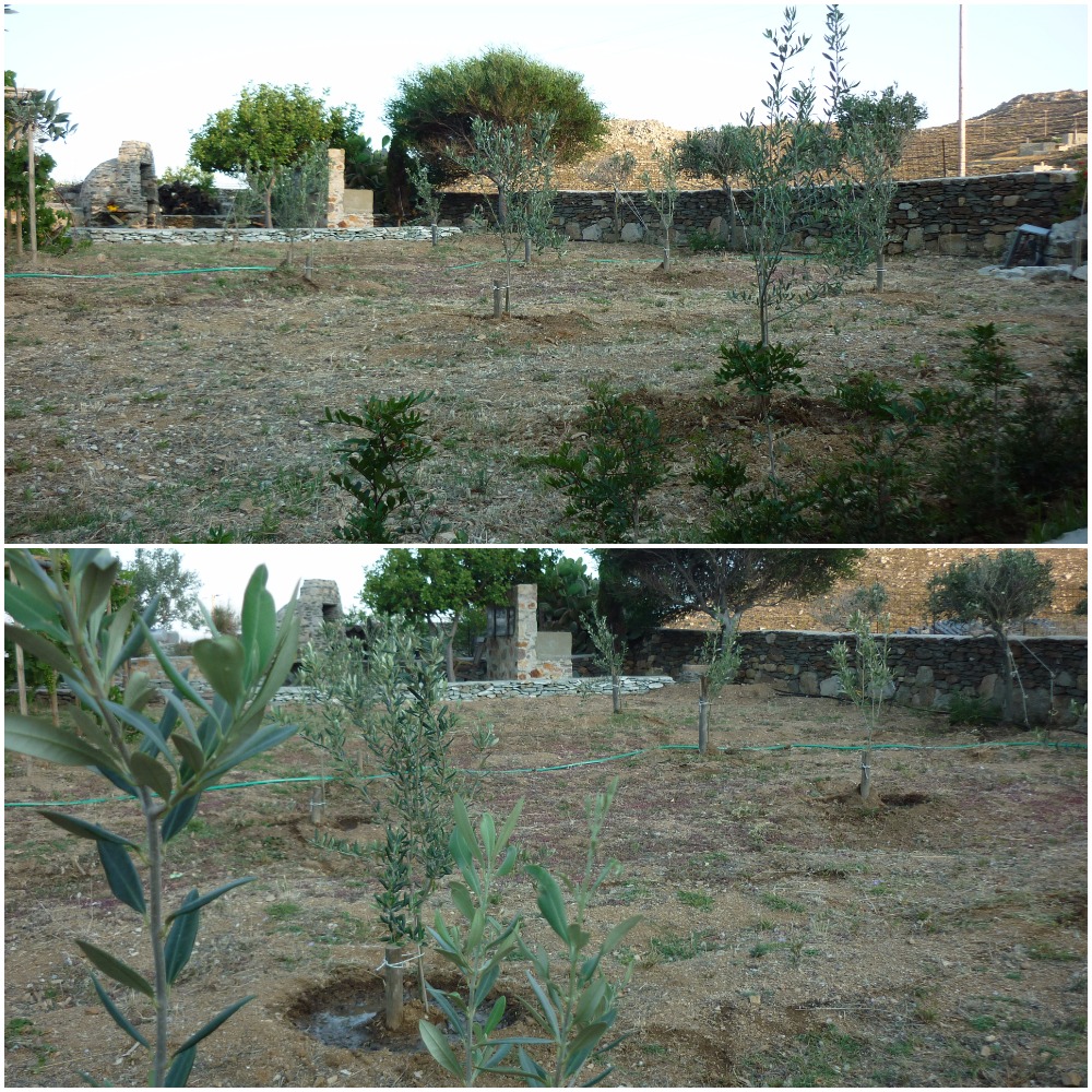 Serifos-green-friendly-home-rental-olive-trees-environment