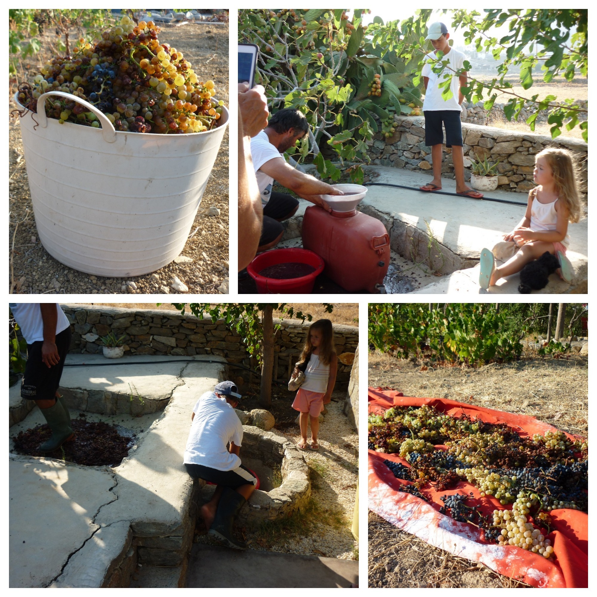 Serifos-green-harvesting-grapes-at-the-writers-home-and-guest-home