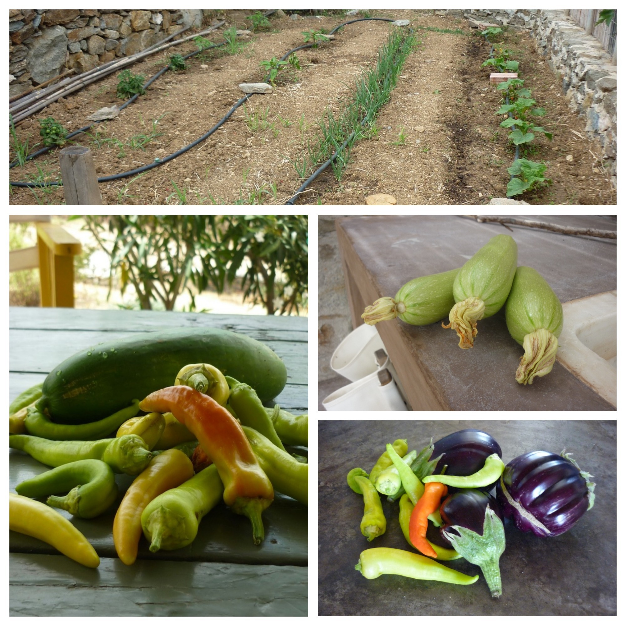 Serifos-green-sustainable-hospitality-luscious-garden