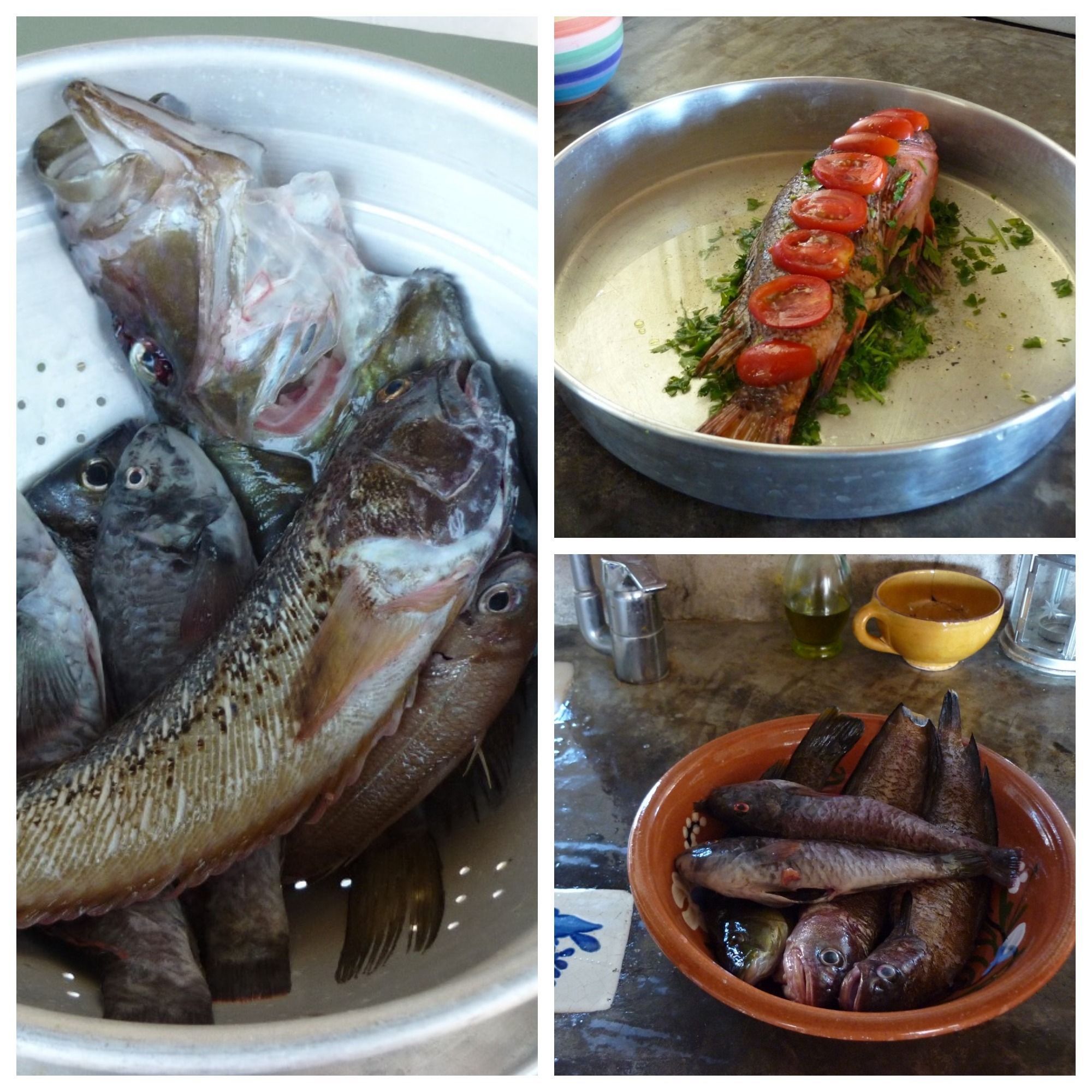 Serifos-nature-fish-thewritershome-rental-green-friendly