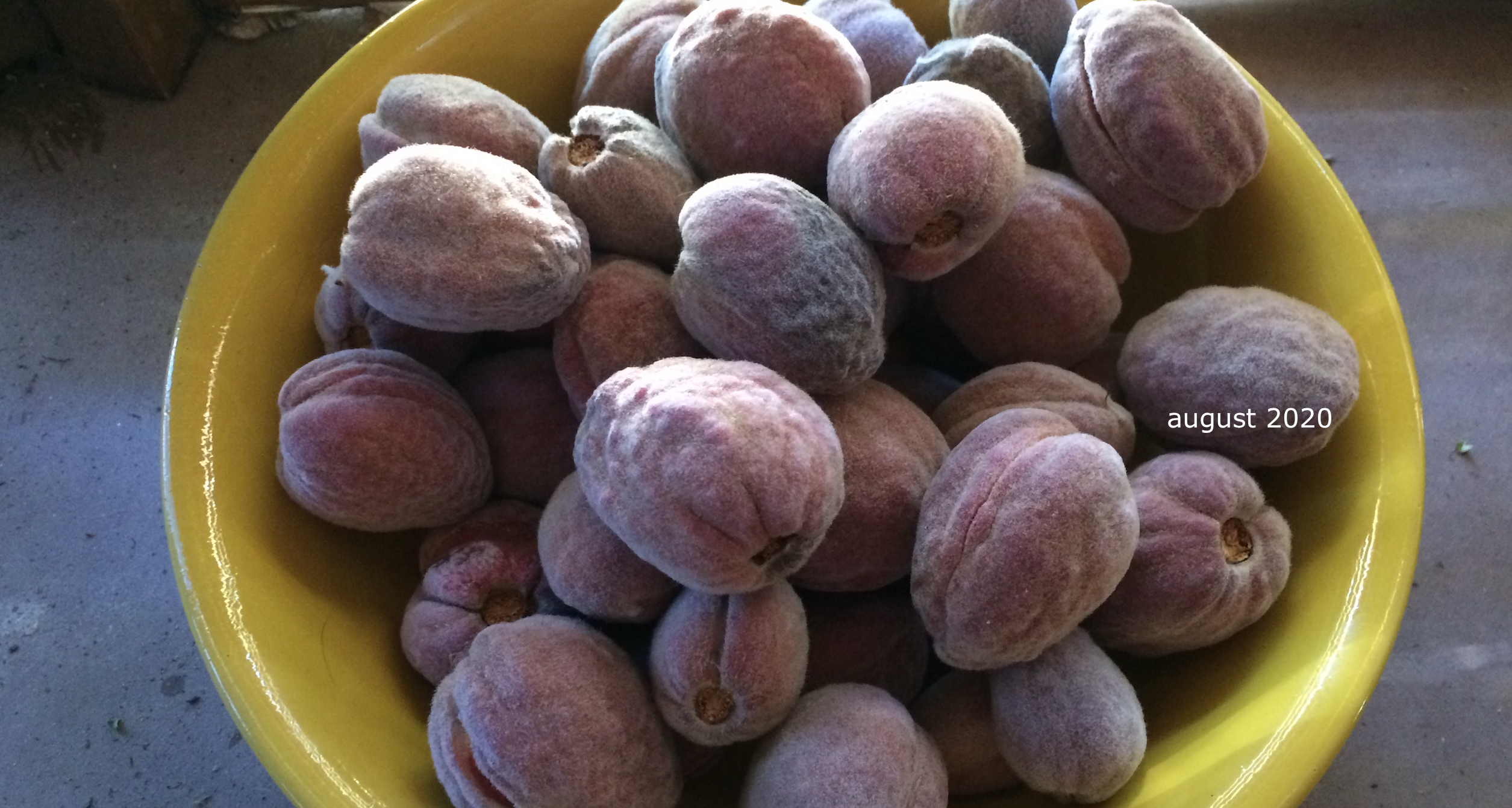 nature lovers, almonds our 2020 produce