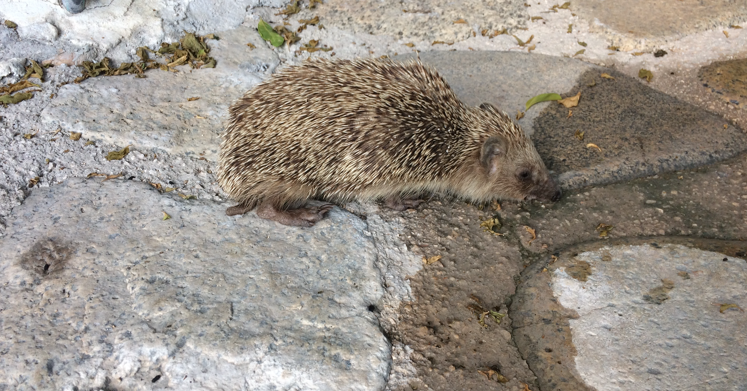 a slow traveller, Serifos