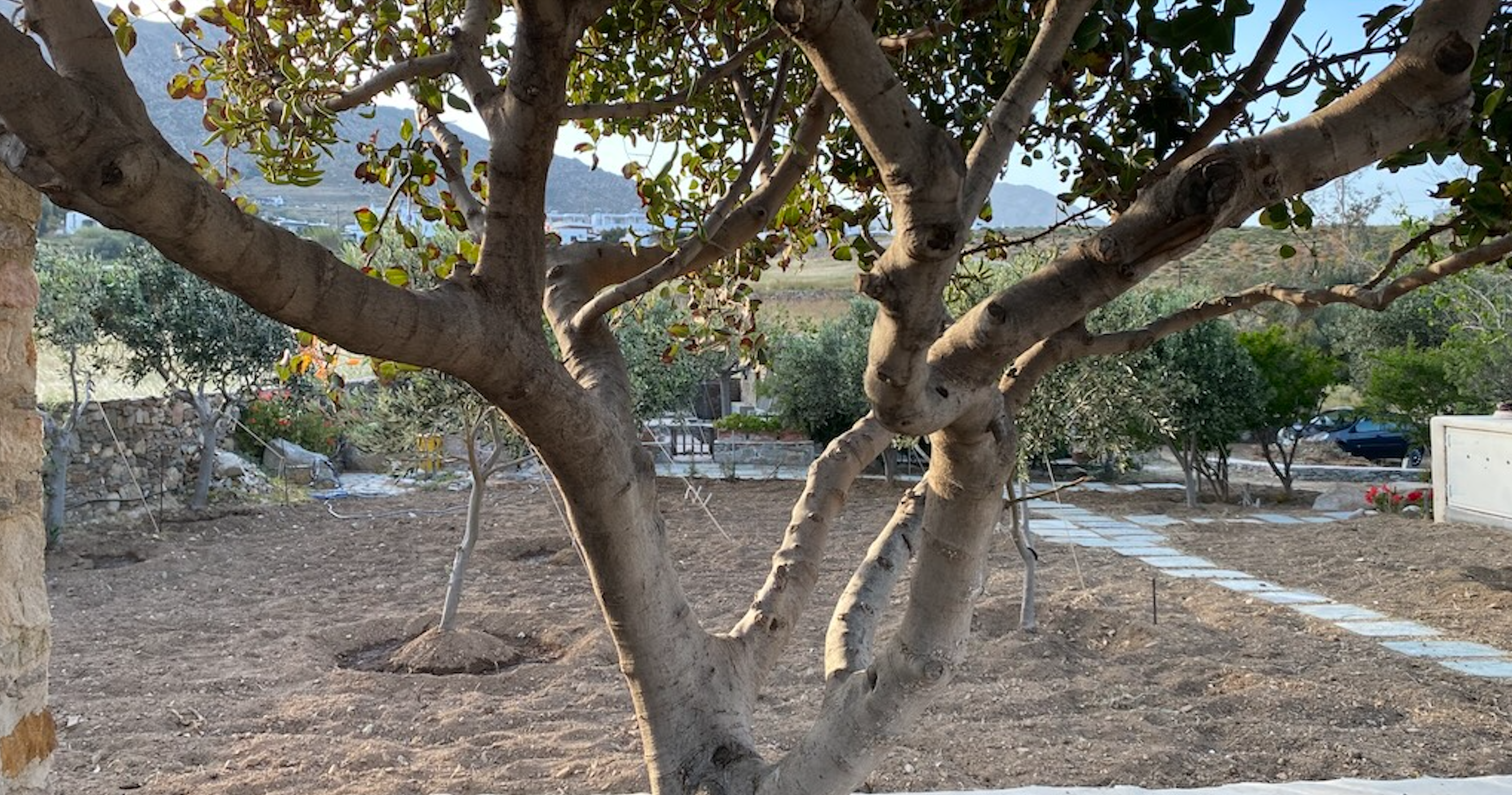 serifos the constant gardener's home